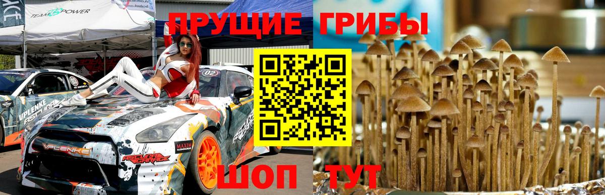 Темрюк  Псилоцибиновые грибы Psilocybe  Вход с VPN 
